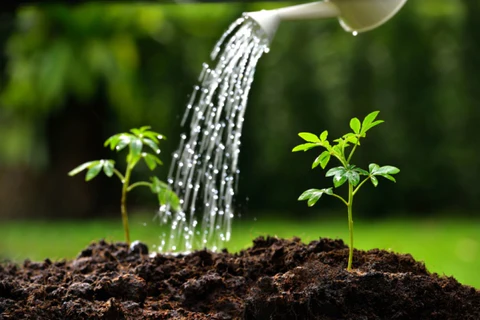 8 Easy Tips to Protect and Preserve Your Plants