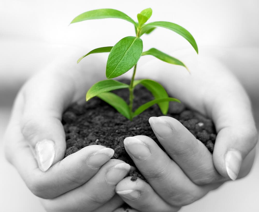 8 Easy Tips to Protect and Preserve Your Plants