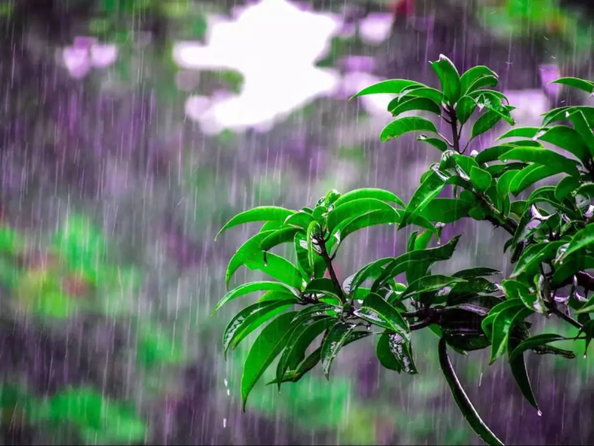 Monsoon Gardening Tips: Protect and Nourish Your Garden This Rainy Season